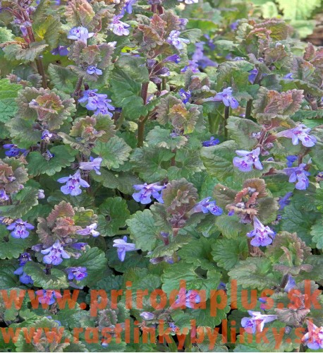 Zádušník brečtanovitý - (Glechoma hederacea L.)